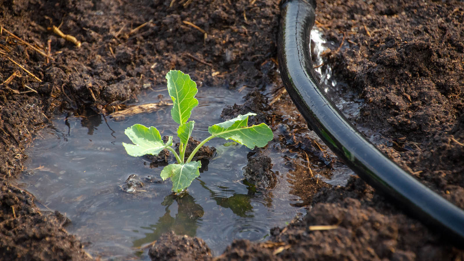 A kale plant in a puddle of water next to a hose