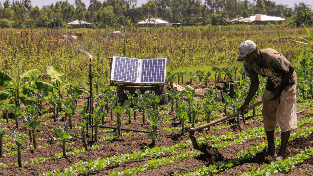Solar panel and solar pump powering a sprinkler on a farm whilst the farmer digs the ground. A range of plants from young fruit trees to leafy greens, this farmer plans to grow in the dry season.