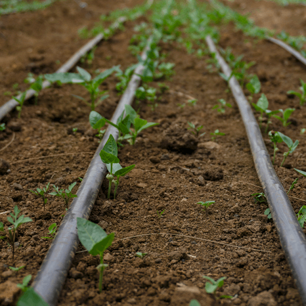 Drip line irrigating new crops