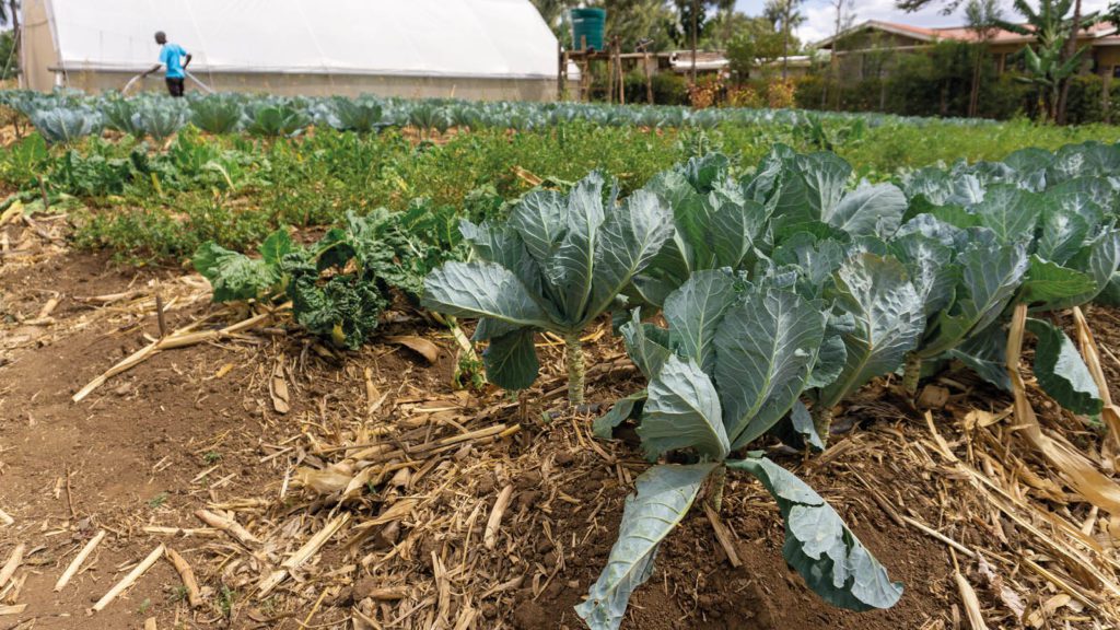 Cabbages with organic mulch around their bases