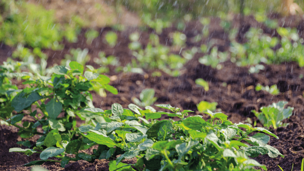 Crop being watered by rain water droplets, these seedlings have their true leafs.