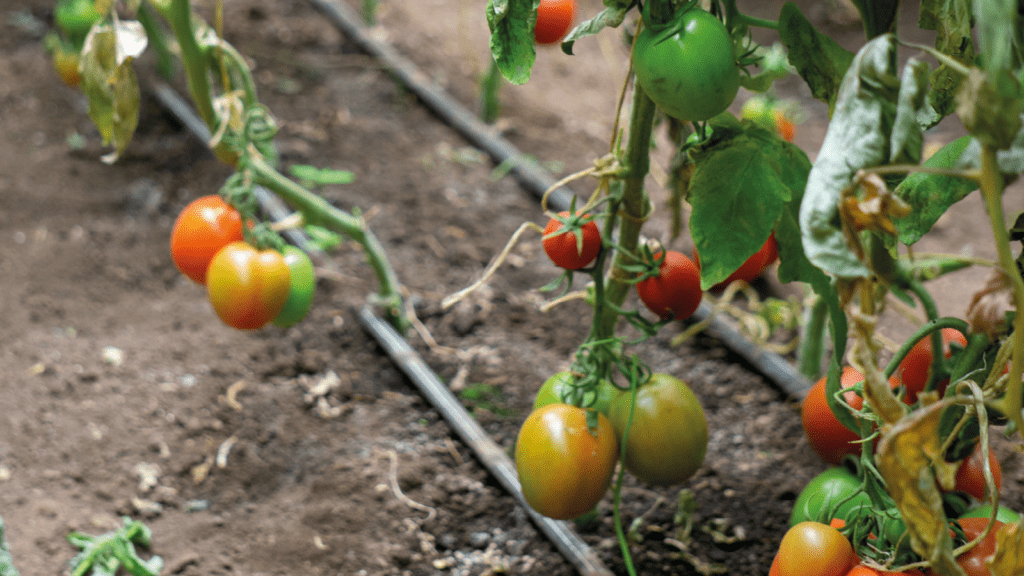 Tomatoes with drip irrigation in a greenhouse. These will thrive if the gardeners grow in the dry season.