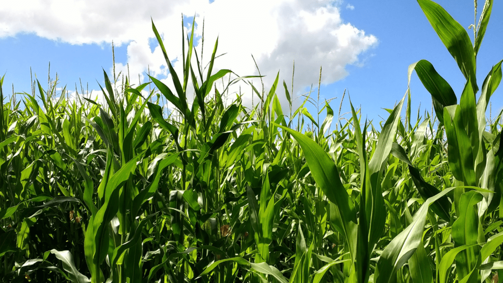 Green maize growing on a farm with a blue sky behind it