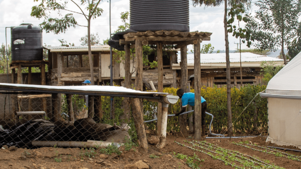 A rainwater harvesting set up on a smallholder farm in Kenya