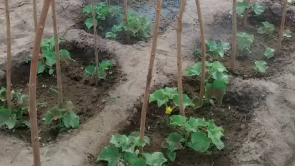 Zai pits dug around cucumber plants for water efficiency