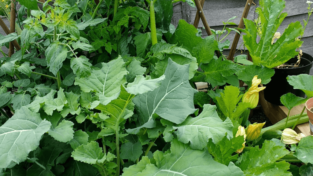 A close up picture of a selection of vegetables growing.