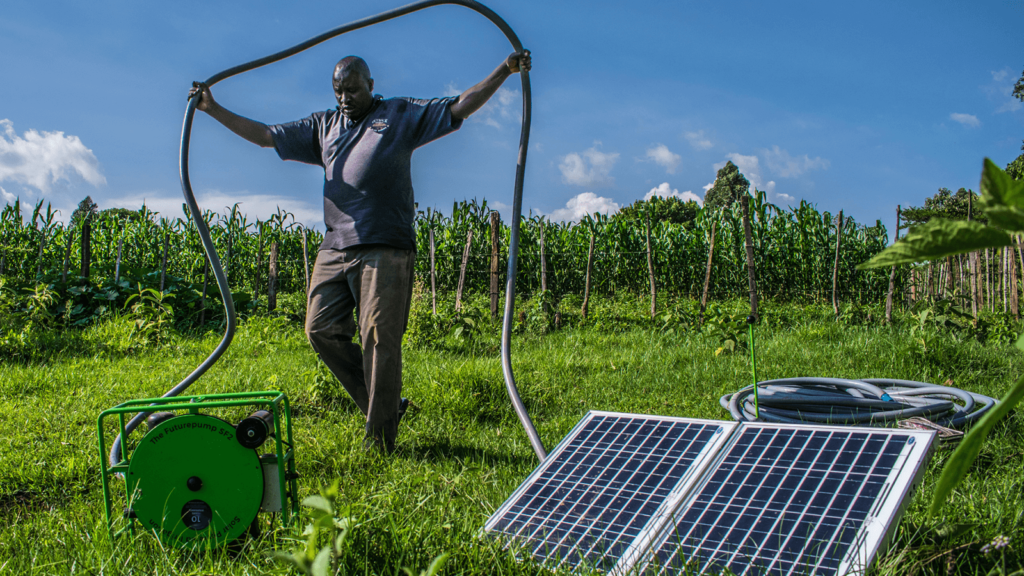 A man sets up the hose pipe for his solar pump. In the foreground is the green Futurepump and two solar panels. In the background is maize growing