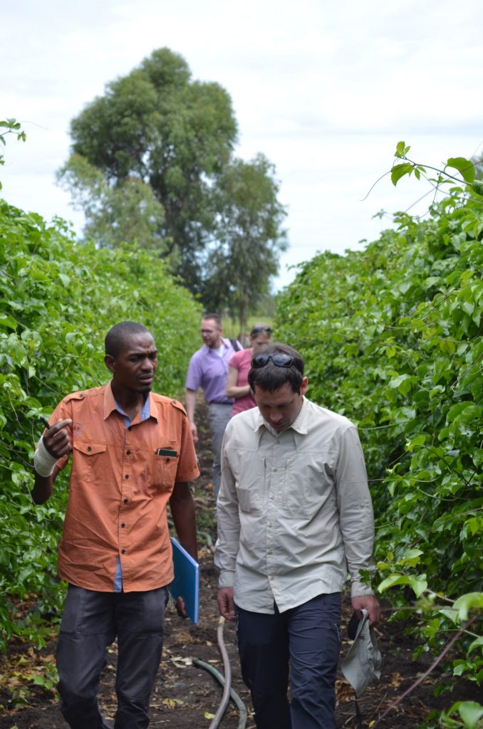 iDE team members walk through rows of passionfruit - solar pump training