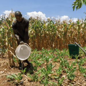 Manual irrigation of crops during the dry season