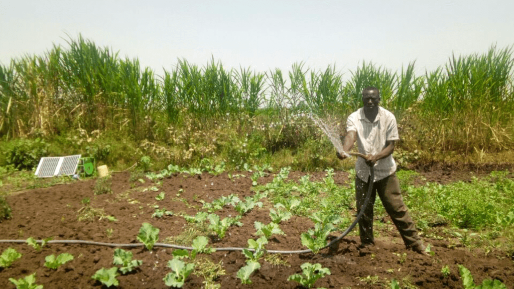 A man holding a hosepipe, water spraying towards the viewer. He is standing in a field of short lettuce plants, and tall corn or maize behind him. In the background we can also see a SF2 and solar panels, which are fueling the hosepipe.  Easy irrigation!