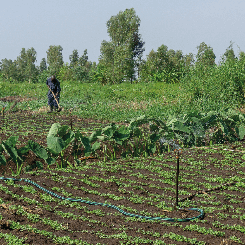 Matthew, a solar water pump farmer,  working while crops are irrigated by sprinklers