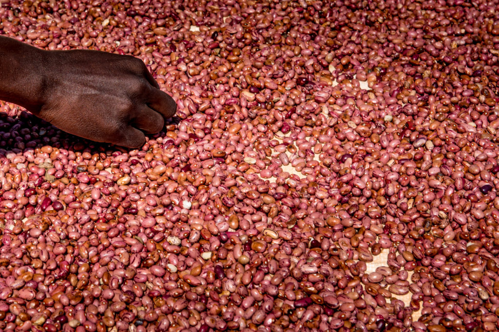 A tray of sun drying red beans, and a hand reaching to pick a bean up.