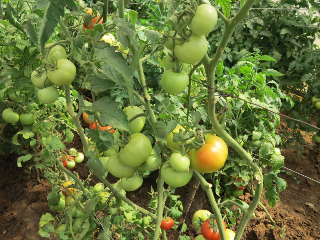 Green tomatoes on the vine, some beginning to ripen and turn red.