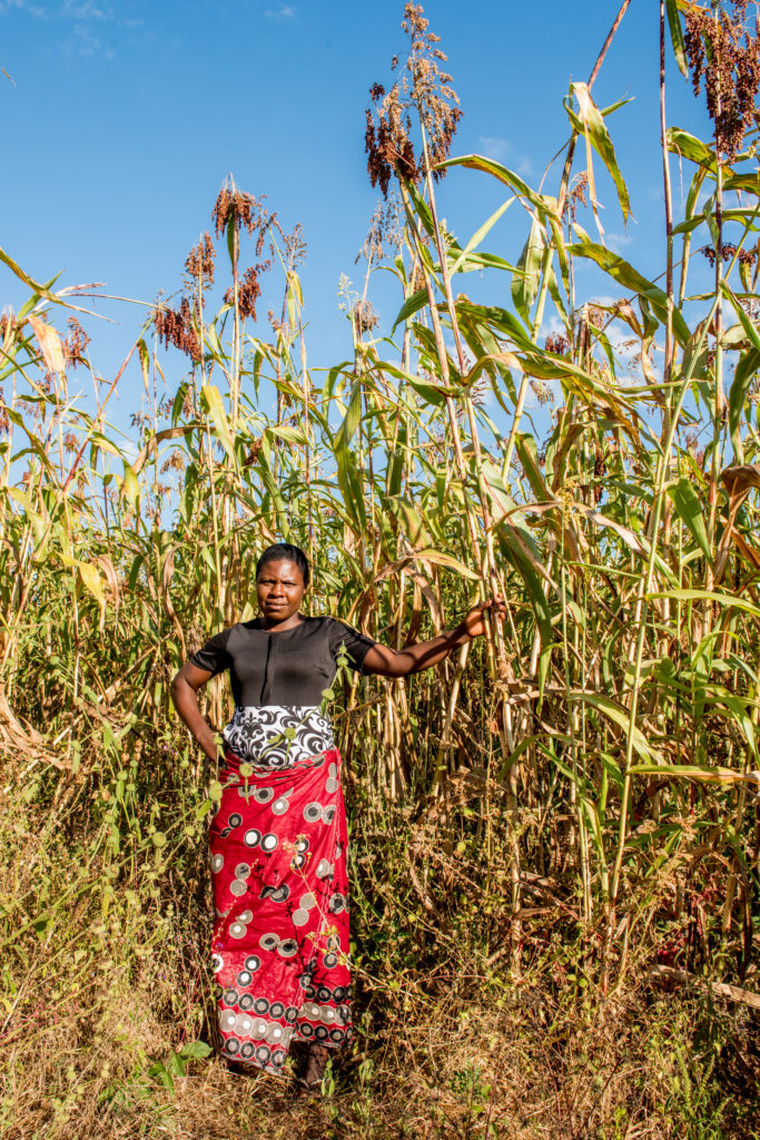 A tall field of maize and a woman standing in front of it. 
