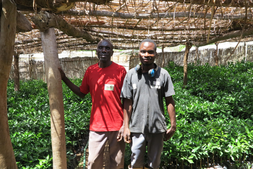 Two men standing in a tree nursery, looking at the viewer. 