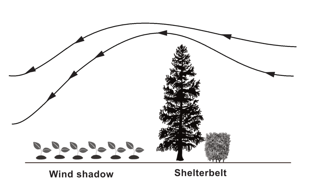 An illustration of a shelterbelt: lines of wind swerve up over the tree and diagonally down, creating a windless area.