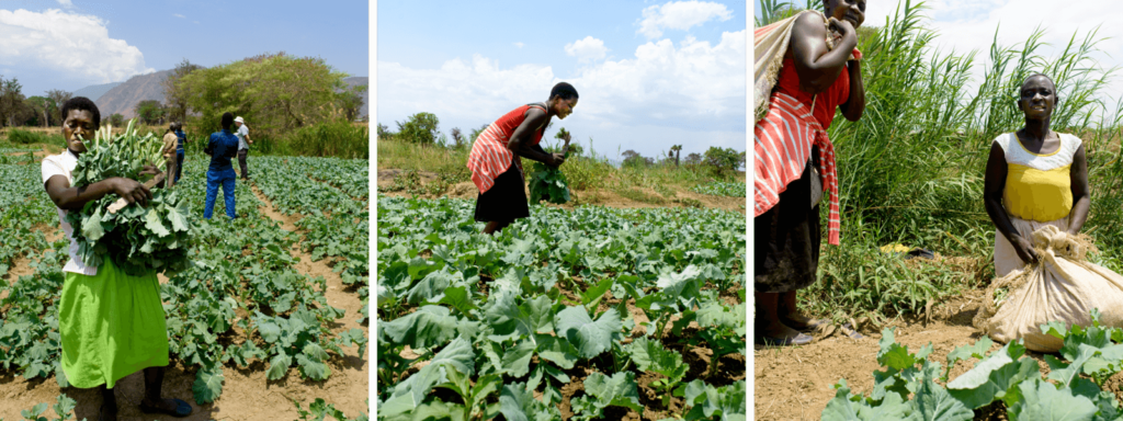 Collage of 3 images. 1. A woman stands with her arms full of leafy vegetables
2. A woman picks leafy greens.
3. Two women with bags full of produce