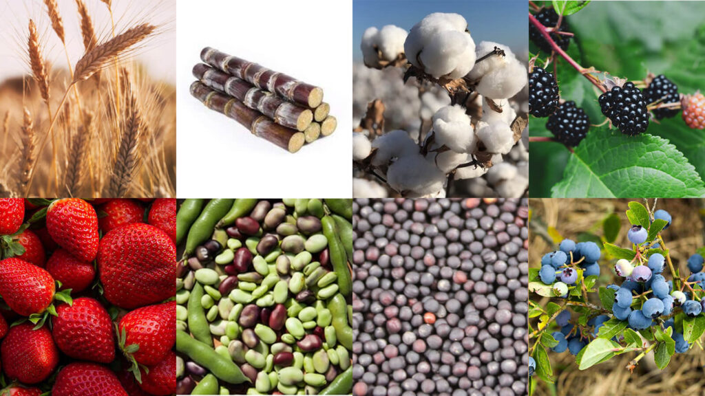 Crops that can be grown in loam soil - grains, bamboo, cotton, berries, beans, peas