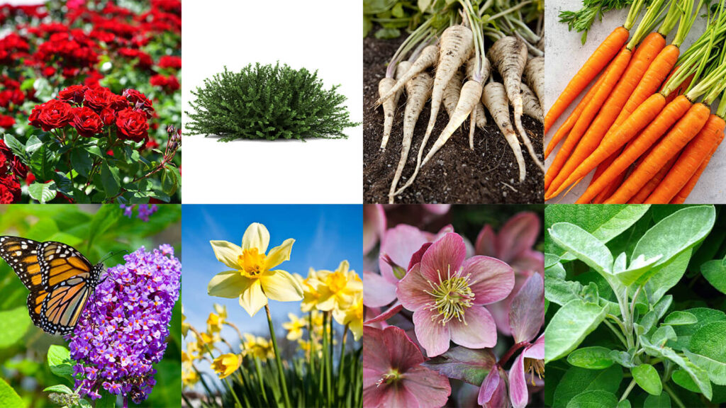 Crops that thrive in silty soil - perennial bushes, root vegetables and flowers
