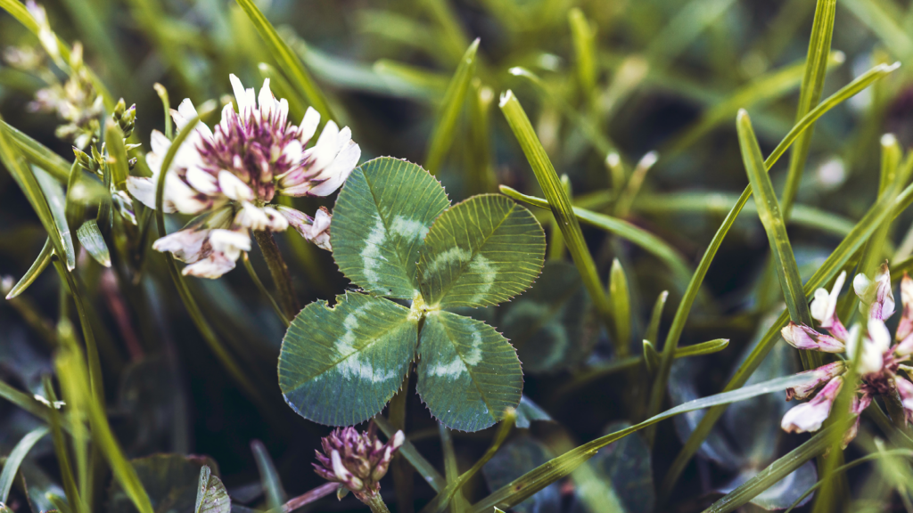 Wildflower clover in grass. The image shows a white and purple clover flower next to a four leaf clover in the centre