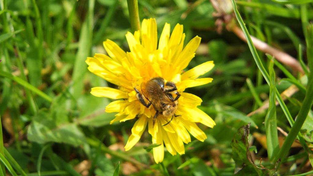 In the centre of the image is a bee on an open dandelion flower