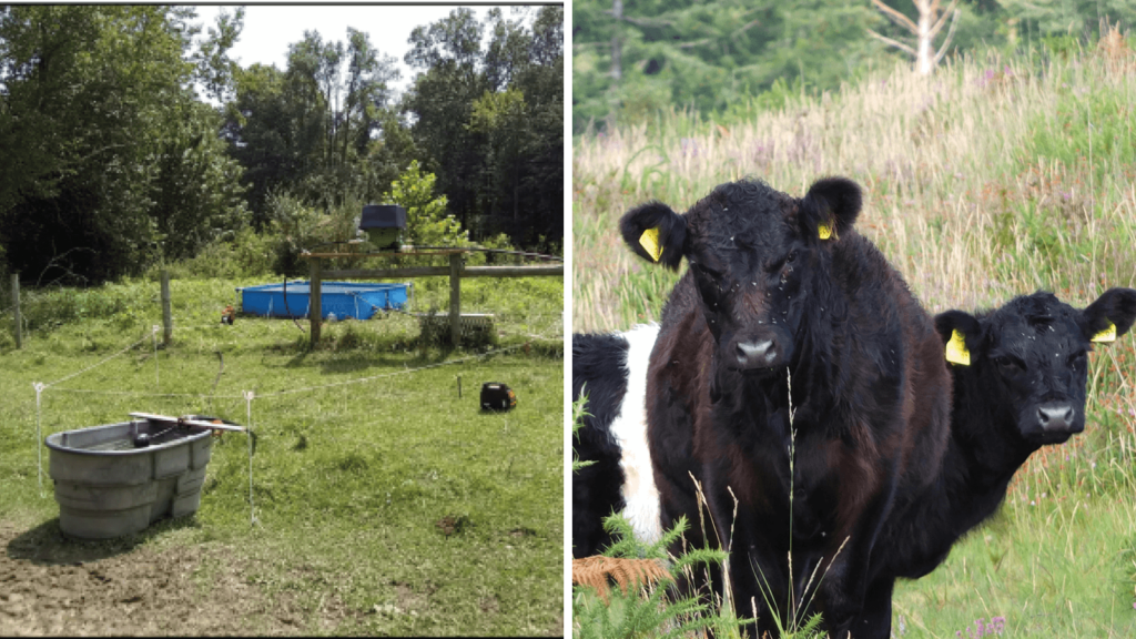 Left: A series of trial water troughs for cattle. Right: Cows in a field.