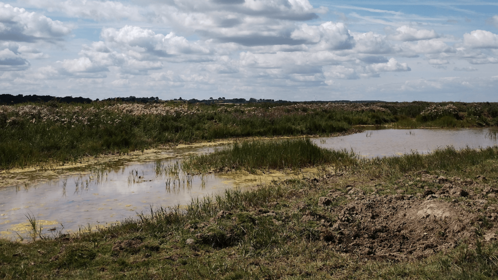 Landscape image showing a long, water filled wildlife pond surrounded by grassy and muddy backs.